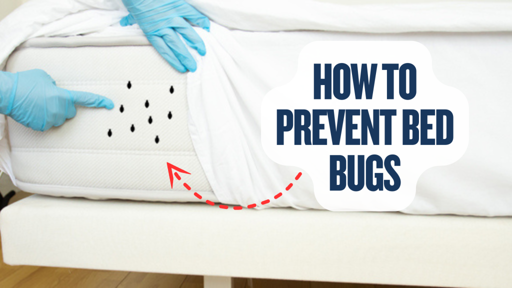 How To Prevent Bed Bugs