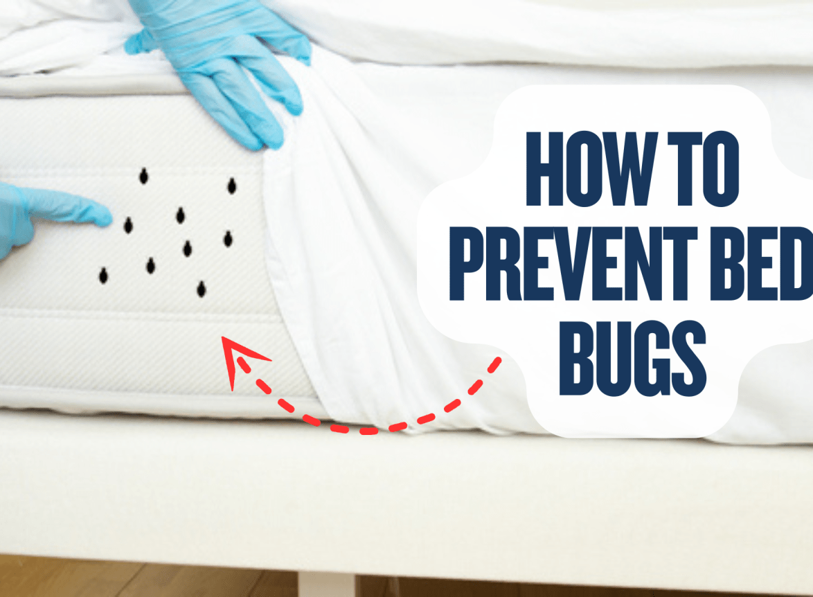 How To Prevent Bed Bugs