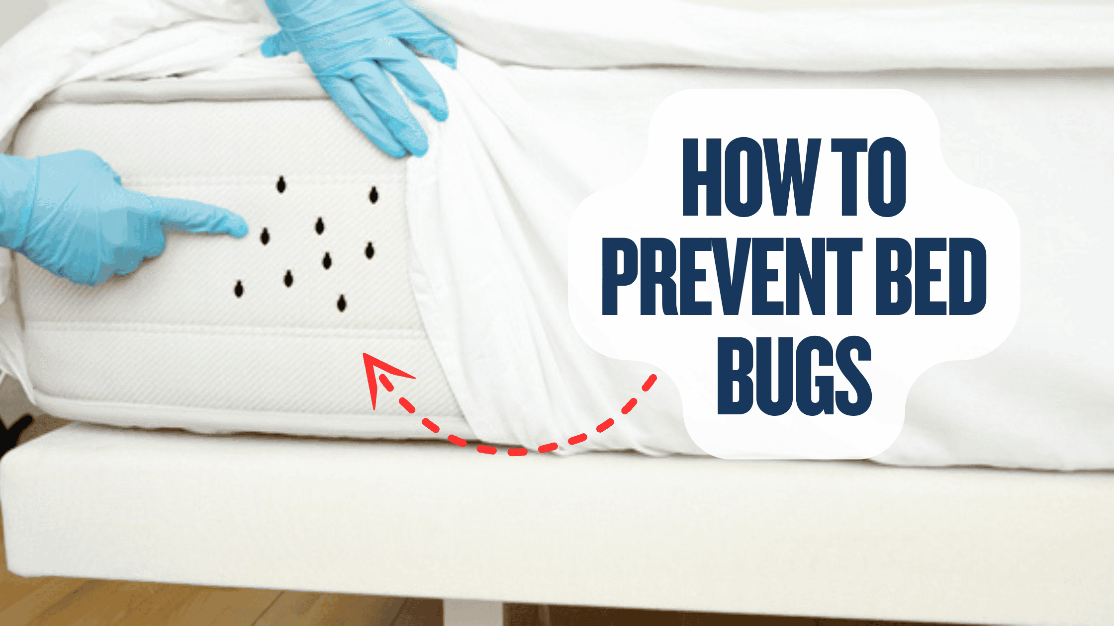 How To Prevent Bed Bugs