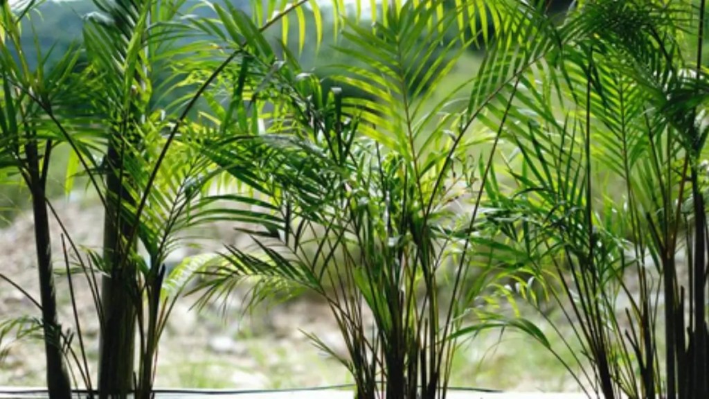 Areca Palm