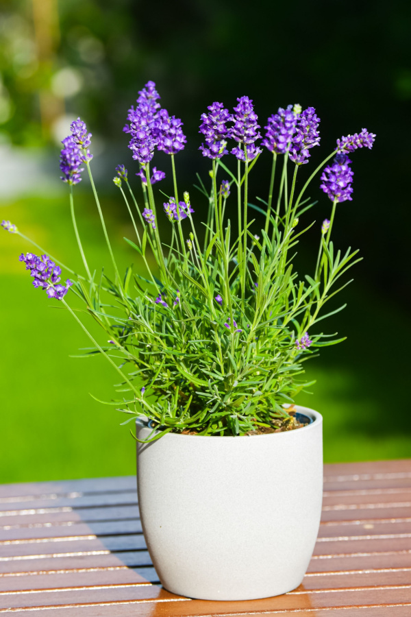 lavender plant