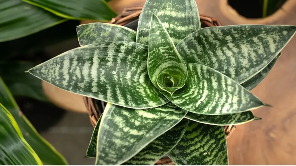 Snake Plant