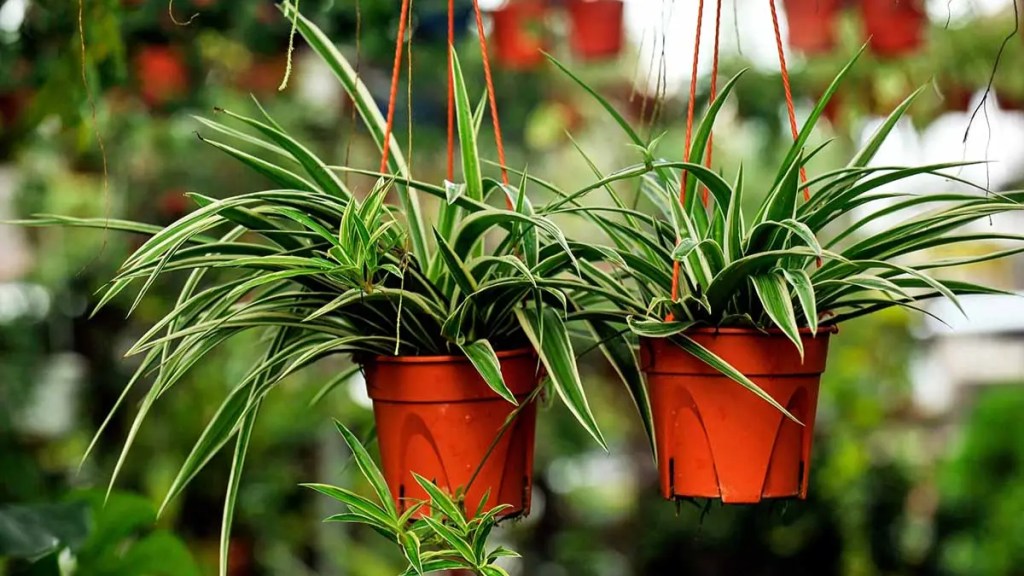 Spider Plant