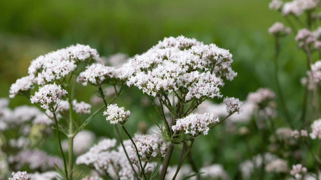 Valerian