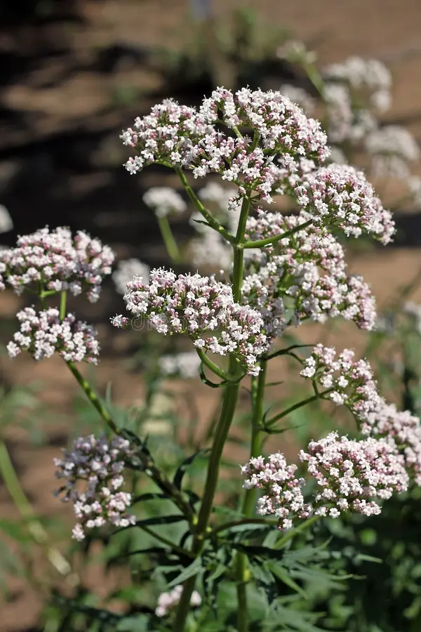 valerian plant