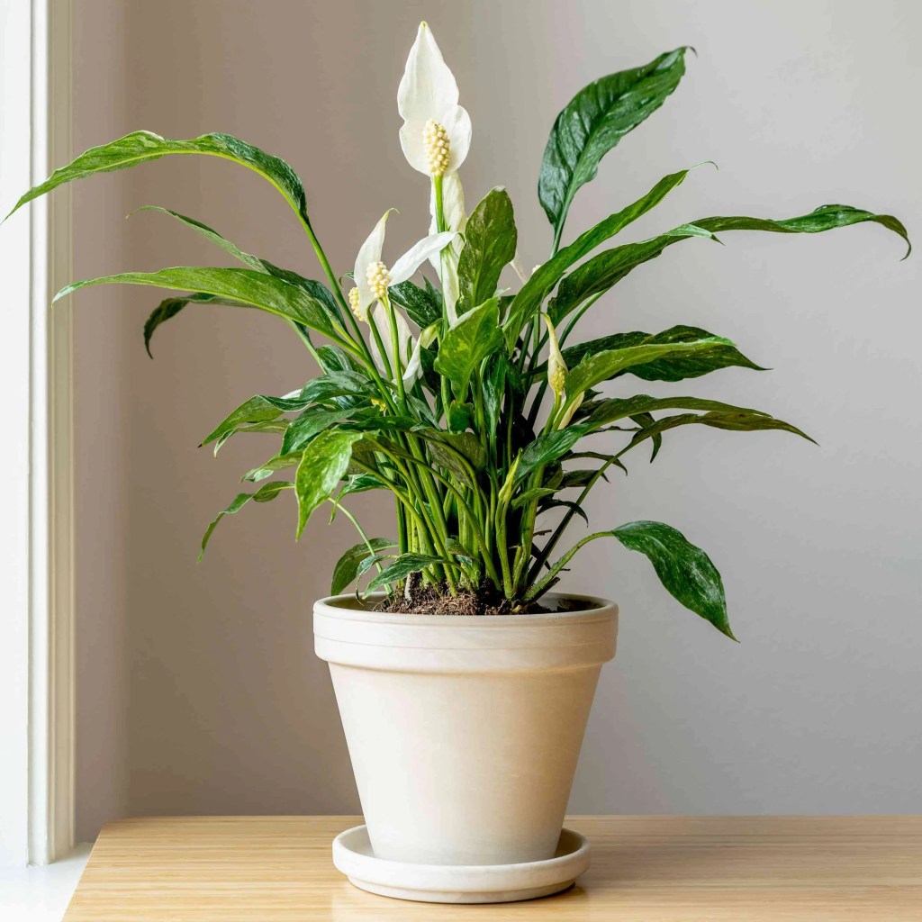 peace lily
