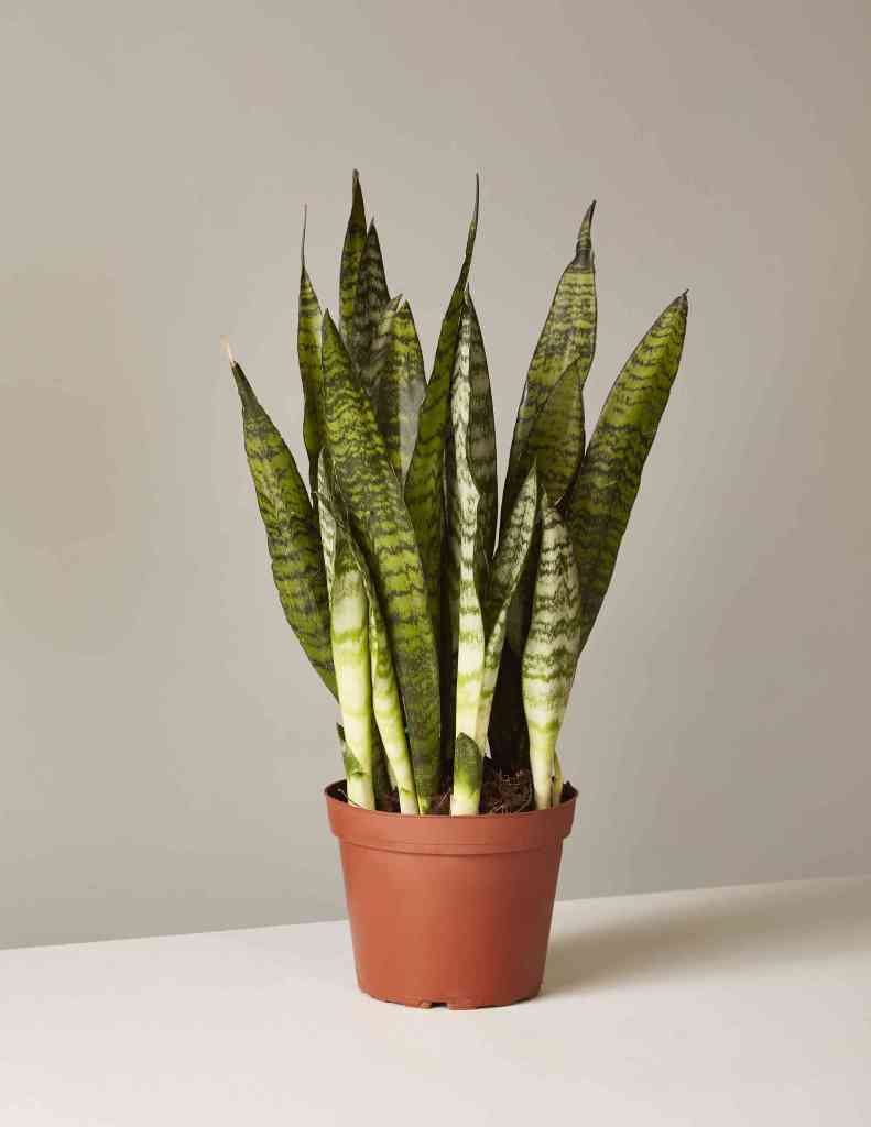 snake plant