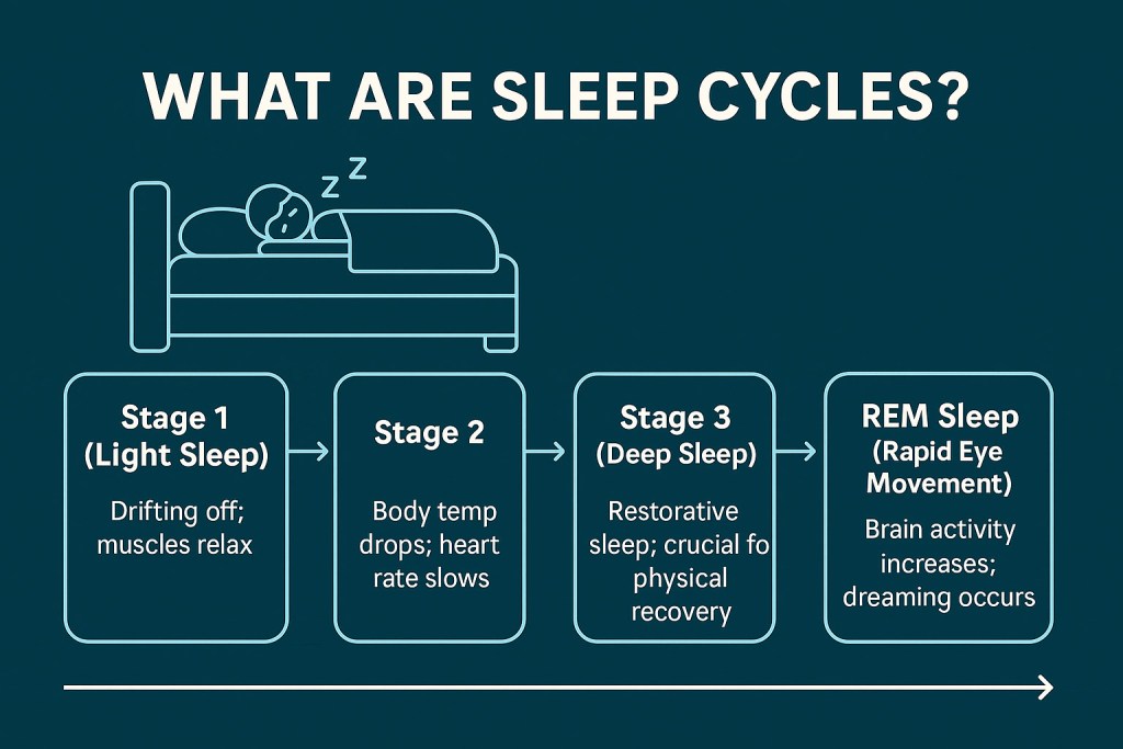 what are sleep cycles